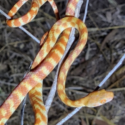 very large, bulging, orange eyes with vertical pupils