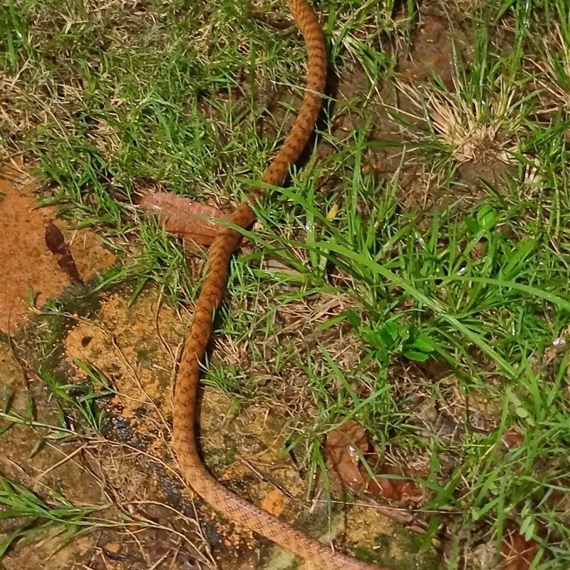 Boiga irregularis