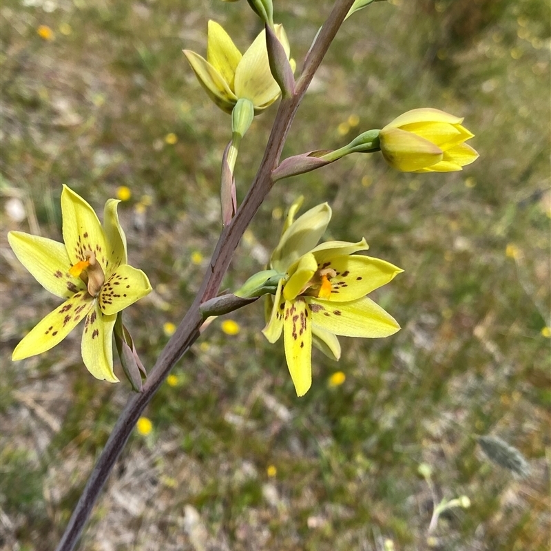 Thelymitra villosa