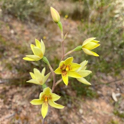 Thelymitra villosa