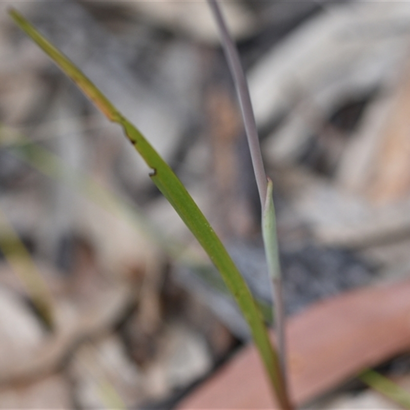 Thelymitra atronitida