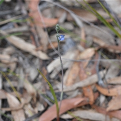 Thelymitra atronitida