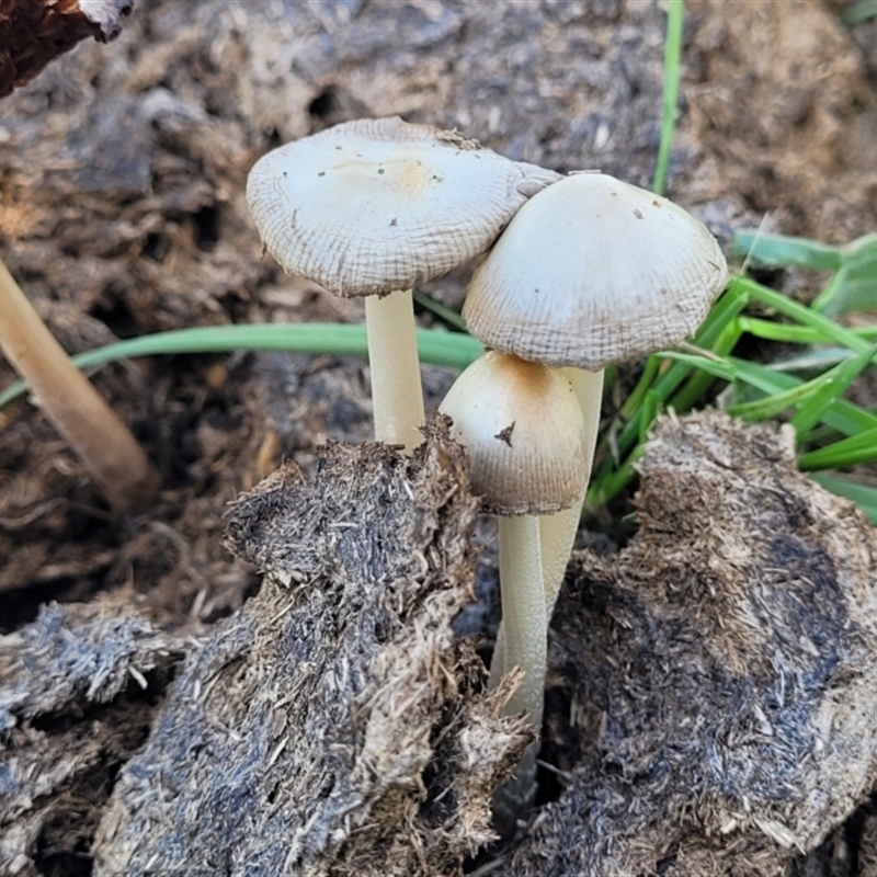 Bolbitiaceae