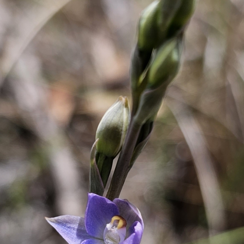 Thelymitra latifolia