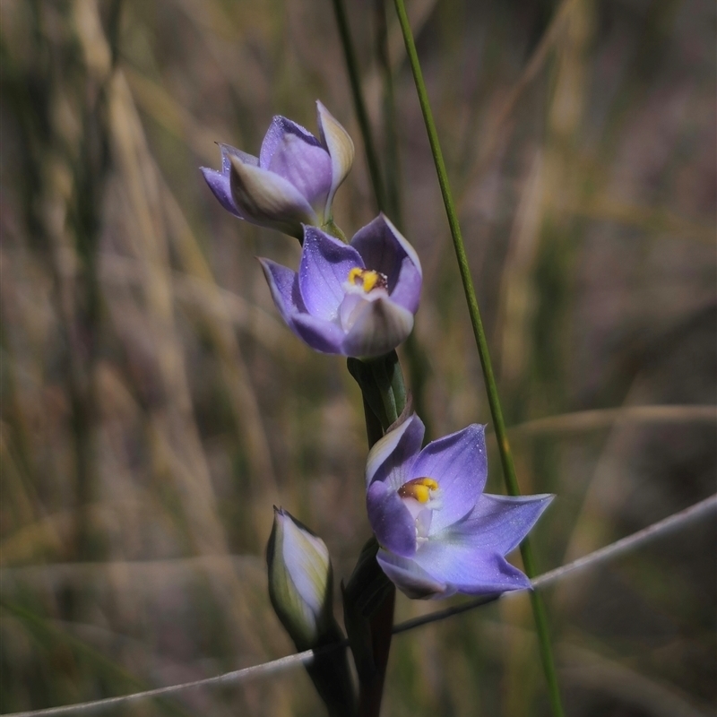 Thelymitra latifolia