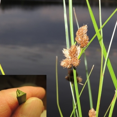 Bolboschoenus caldwellii