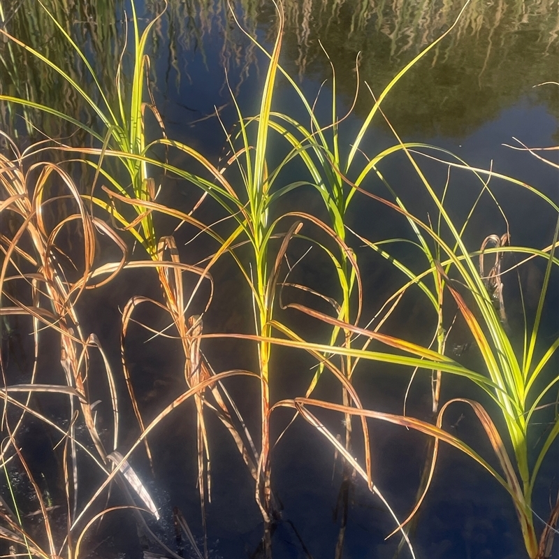 Bolboschoenus fluviatilis