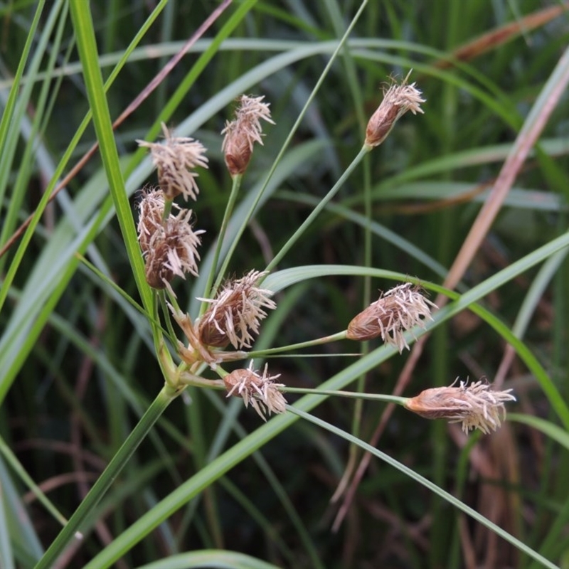 Bolboschoenus medianus