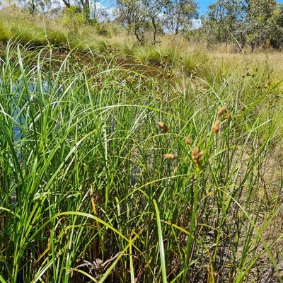 Bolboschoenus sp.