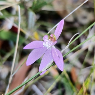 Caladenia quadrifaria