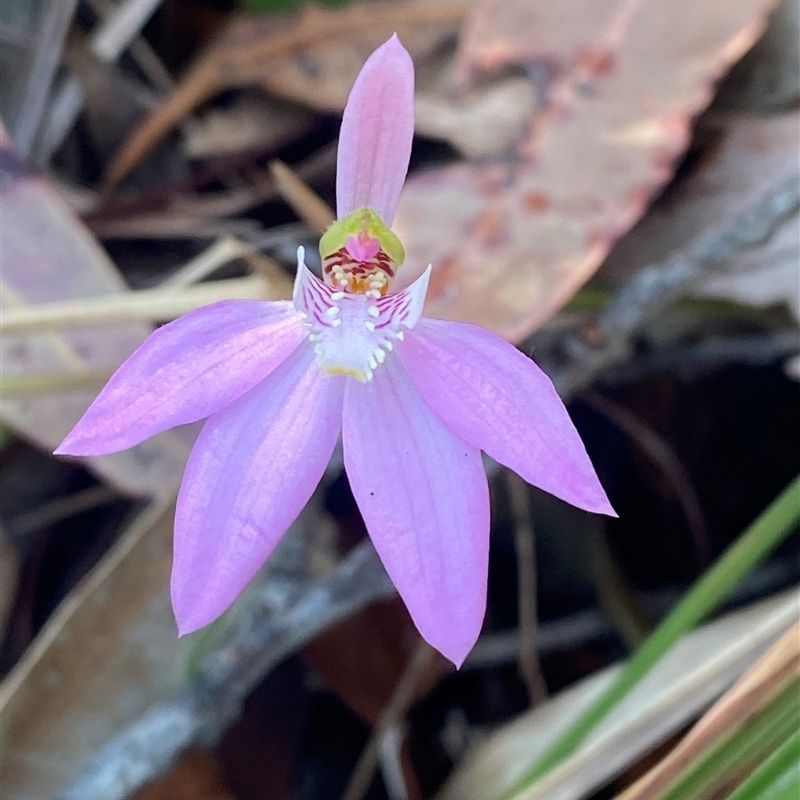 Caladenia quadrifaria