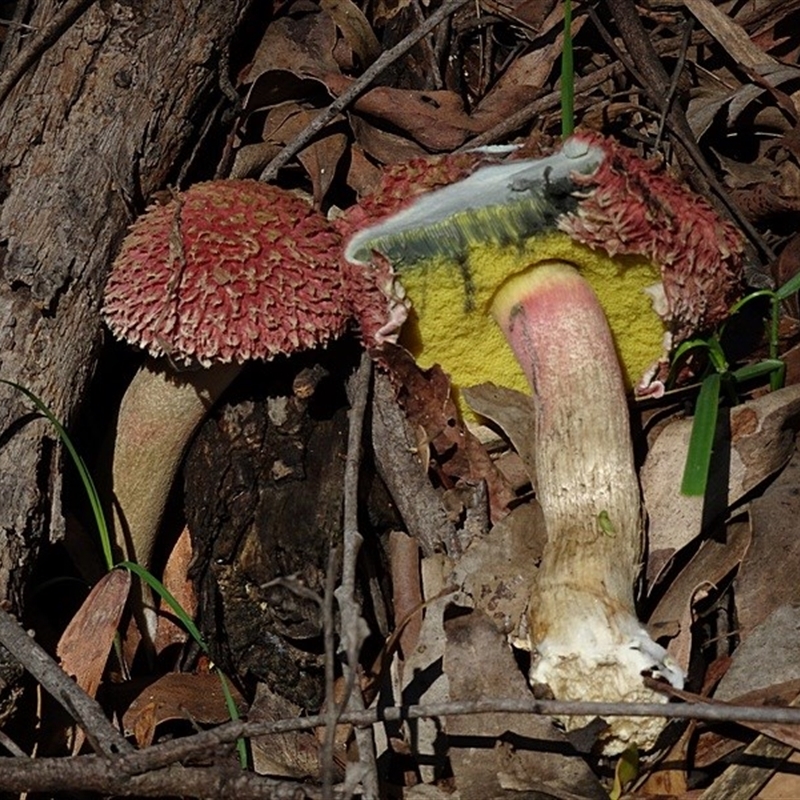 Bolete sp.