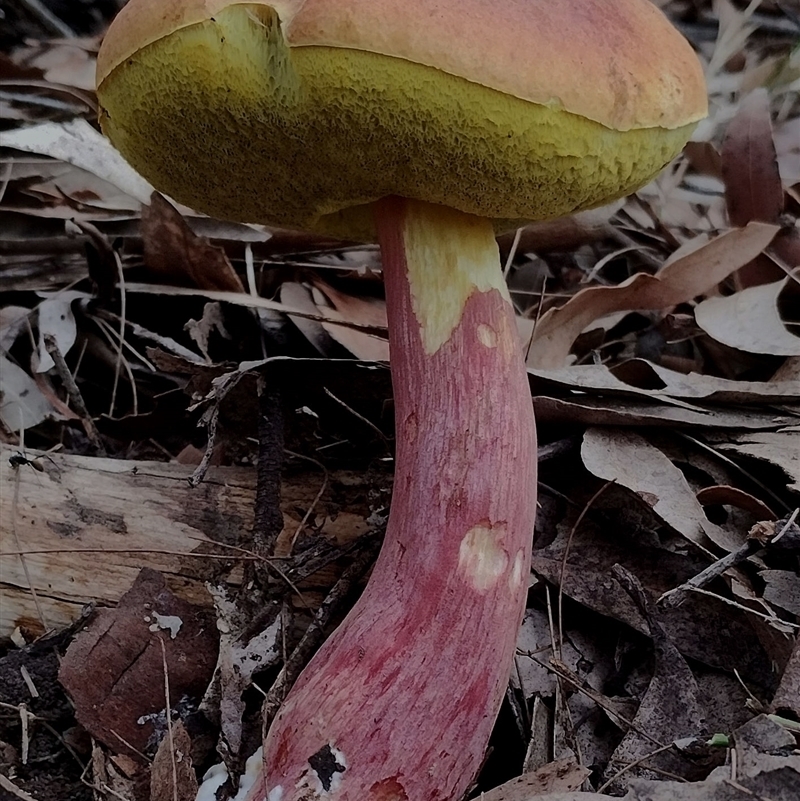 Bolete sp.