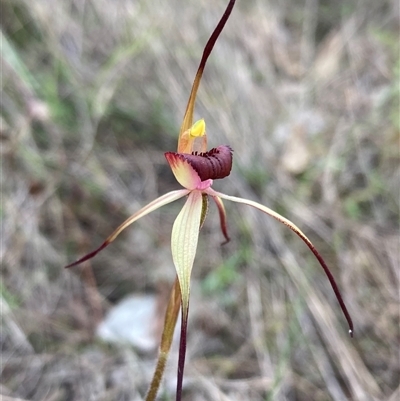 Caladenia whiteheadii