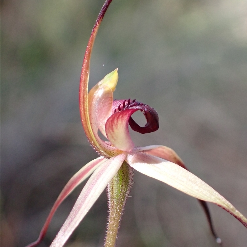 Caladenia whiteheadii