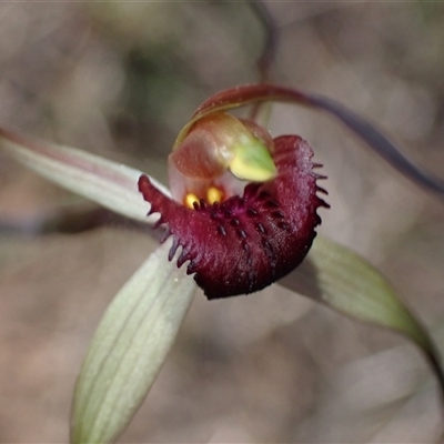 Caladenia whiteheadii