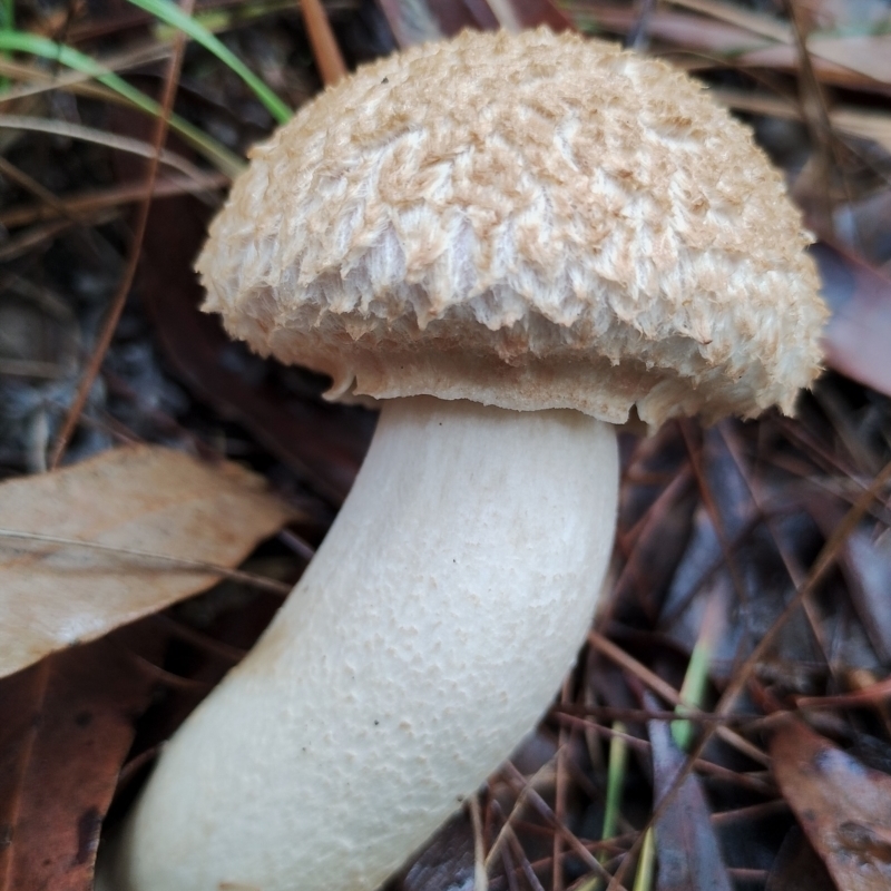 Boletellus ananiceps