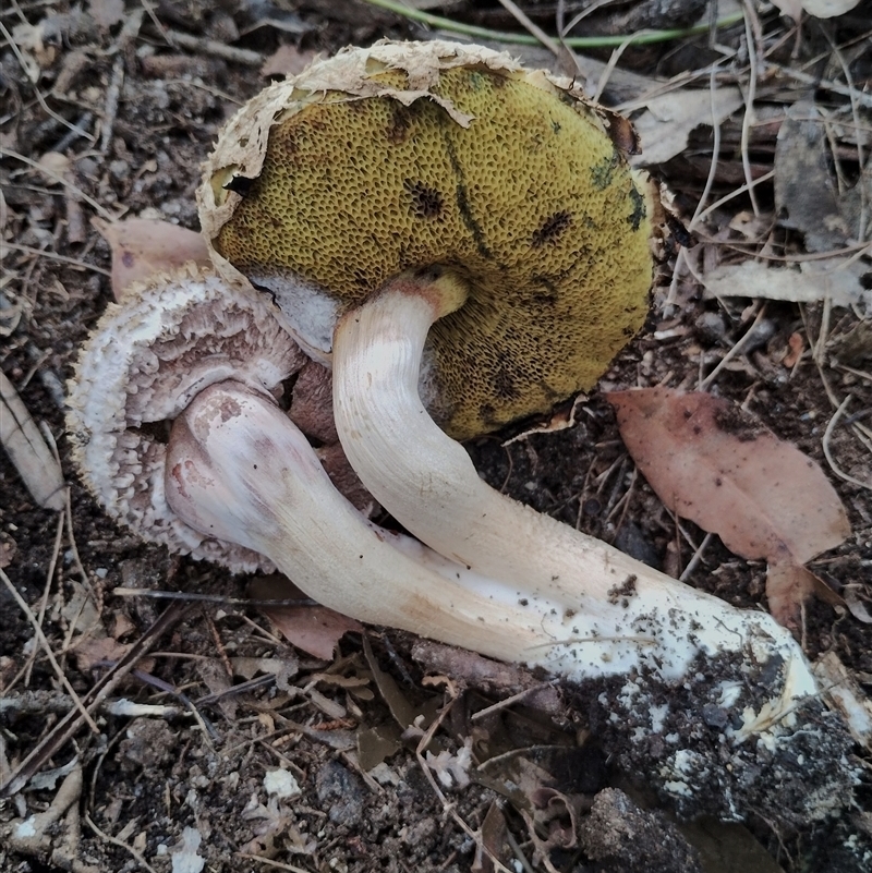 Boletellus dissiliens