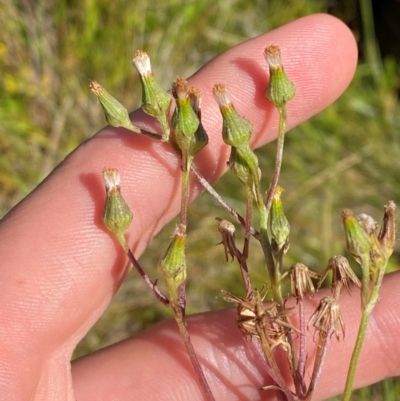 Senecio extensus