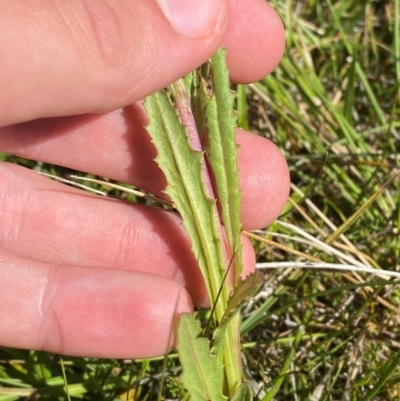 Senecio extensus