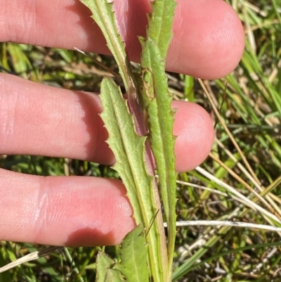 Senecio extensus