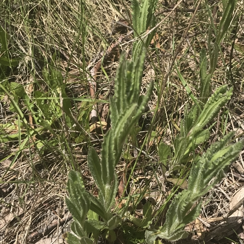 Senecio nigrapicus