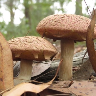 Boletellus emodensis