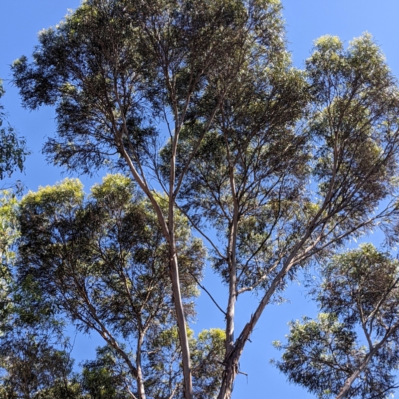 Eucalyptus viridis