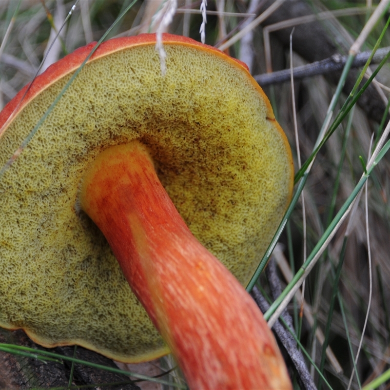 Boletellus obscurecoccineus