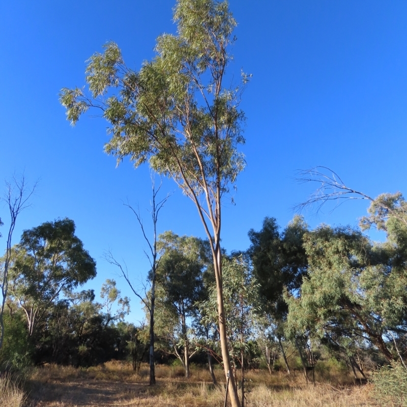 Eucalyptus camaldulensis subsp. acuta