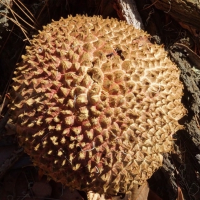 Boletellus sp.