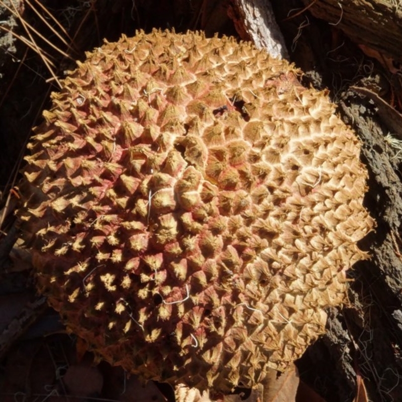 Boletellus sp.