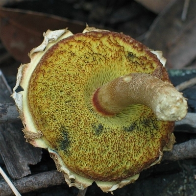 Boletellus sp.