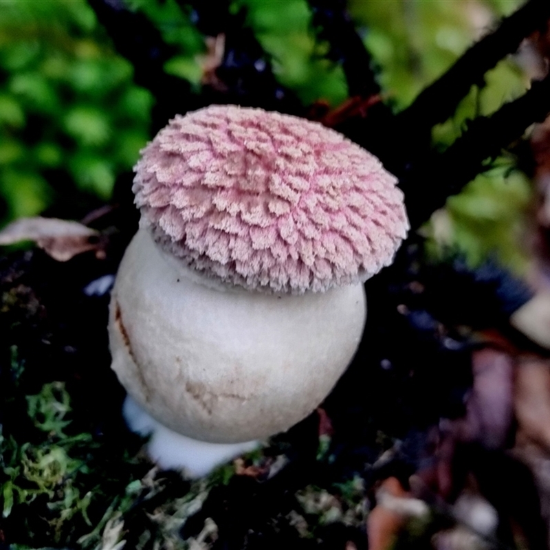 Boletellus sp.