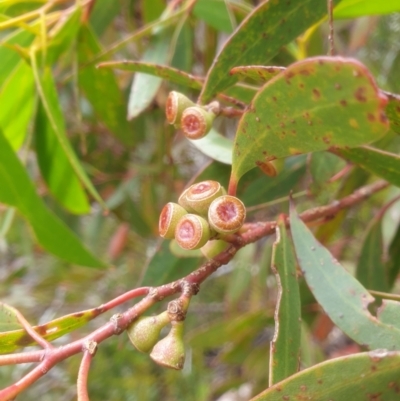 Eucalyptus nitida