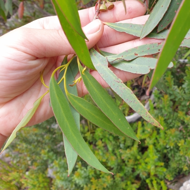 Eucalyptus nitida