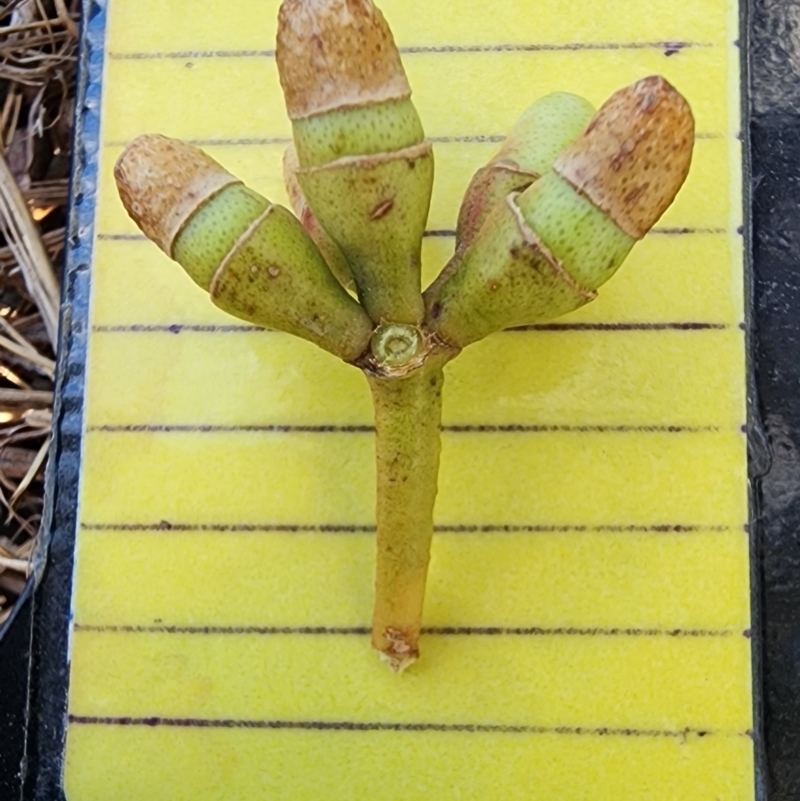 Eucalyptus amplifolia subsp. amplifolia