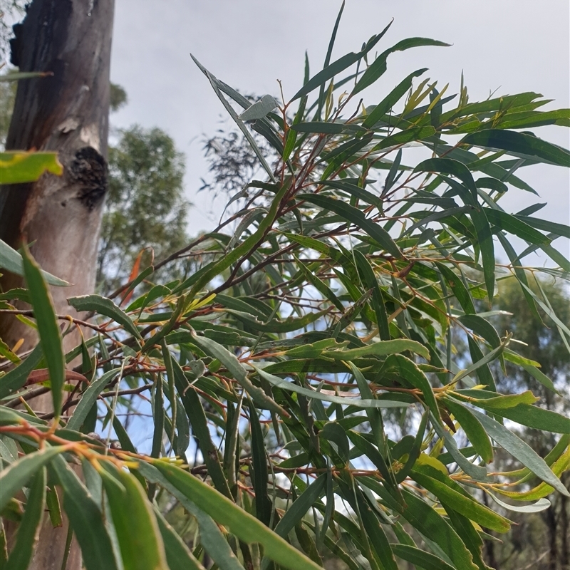 Eucalyptus pulchella