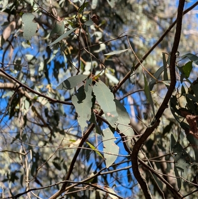 Eucalyptus radiata