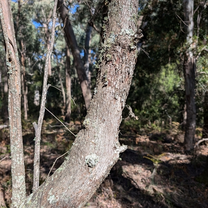 Eucalyptus radiata