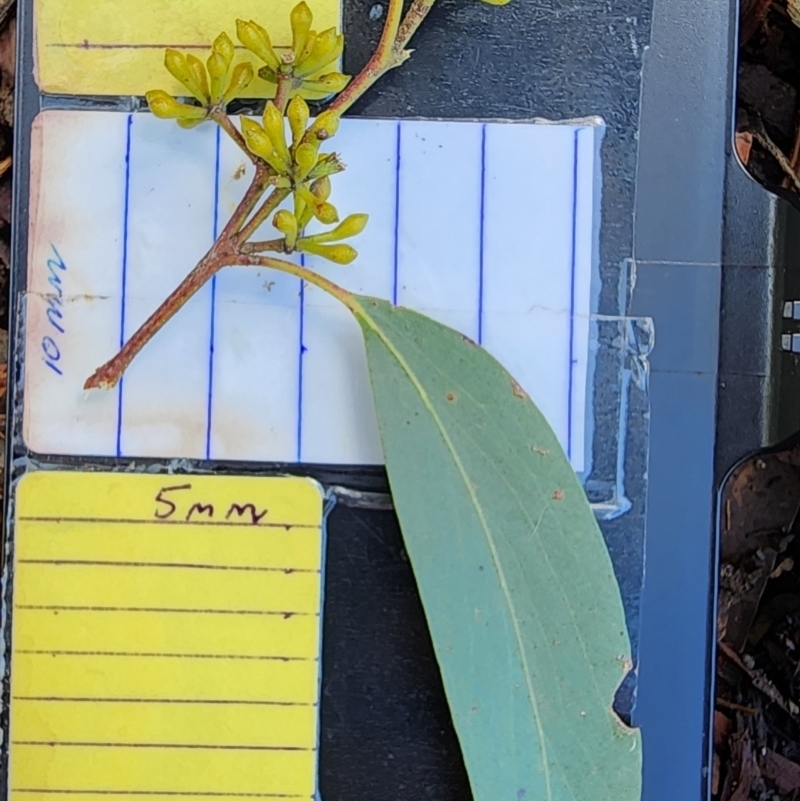 Eucalyptus regnans