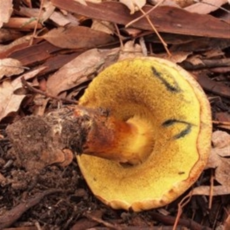 Boletus sp.