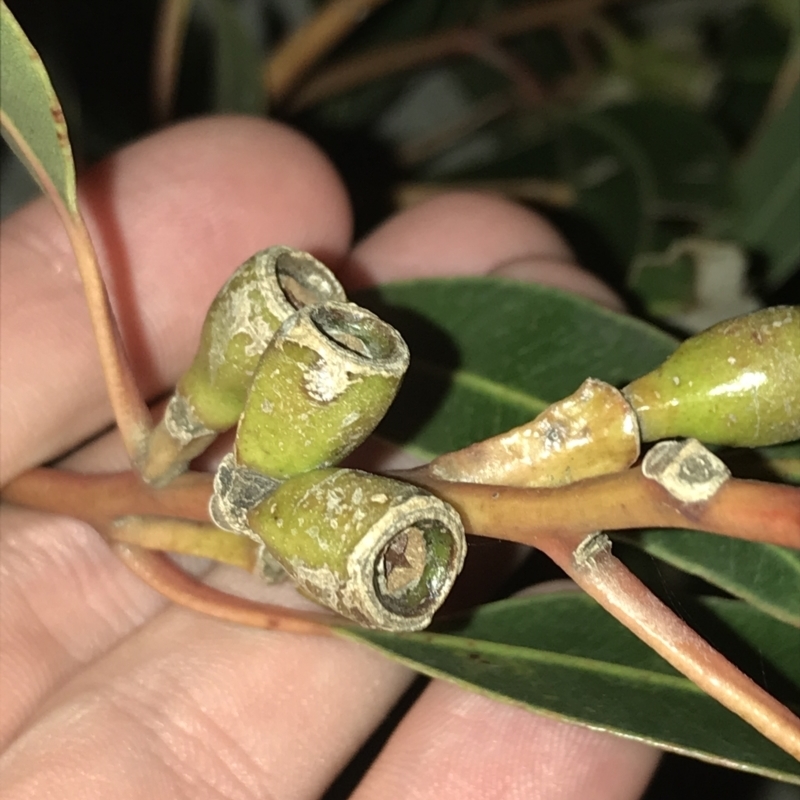 Eucalyptus viminalis subsp. pryoriana