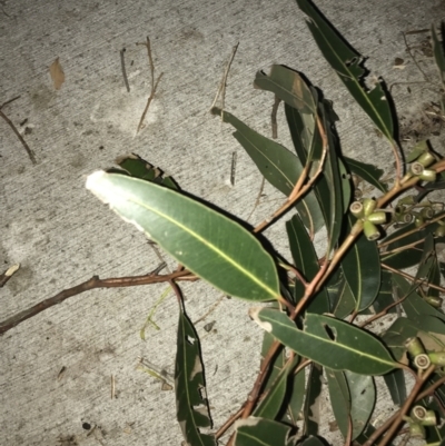 Eucalyptus viminalis subsp. pryoriana