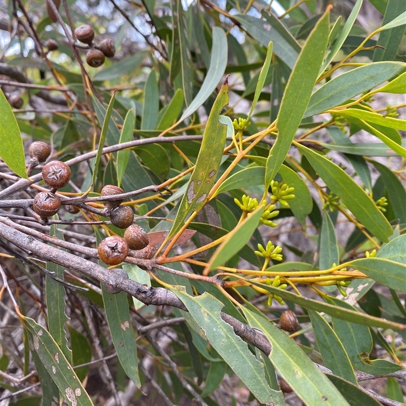 Eucalyptus diversifolia subsp. diversifolia