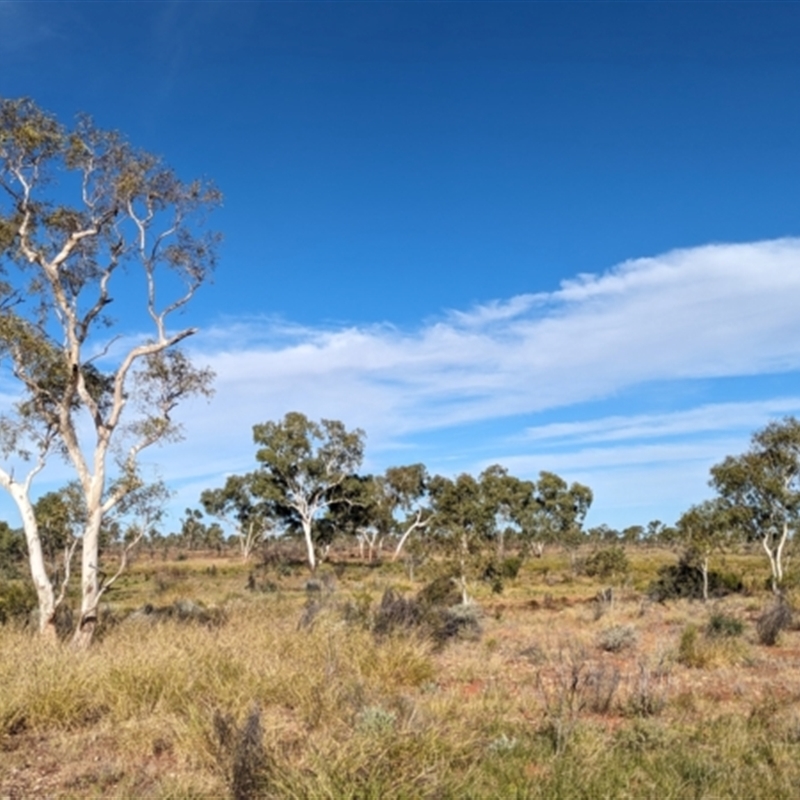 Corymbia aparrerinja