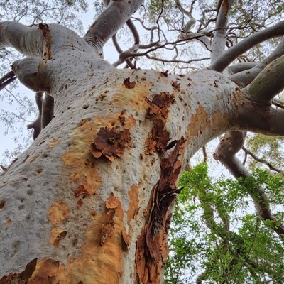 Angophora costata subsp. costata