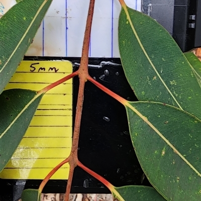 Angophora costata subsp. costata