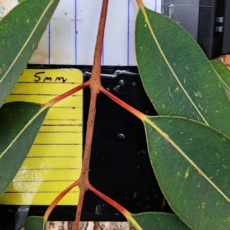 Angophora costata subsp. costata