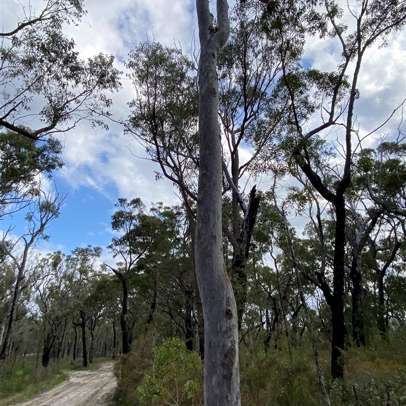 Angophora costata subsp. costata